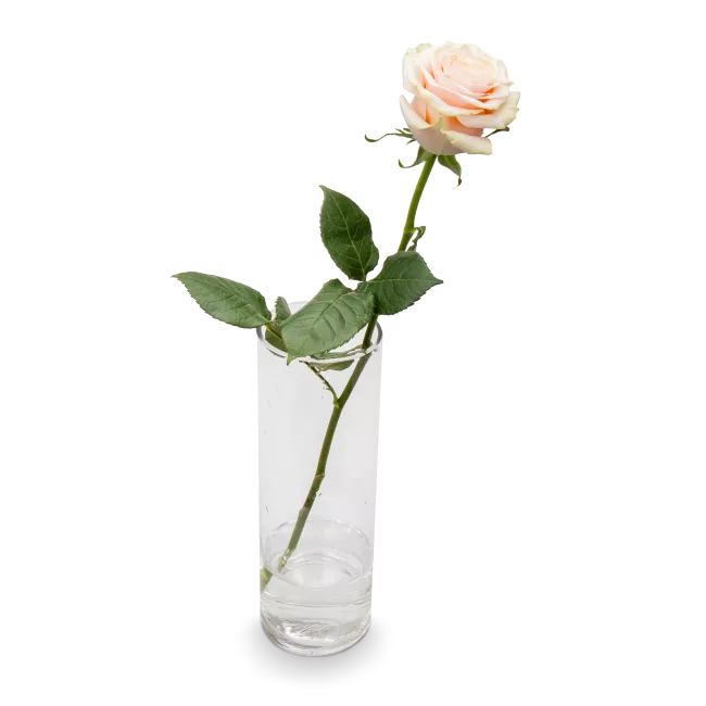 Bouquet od pink roses